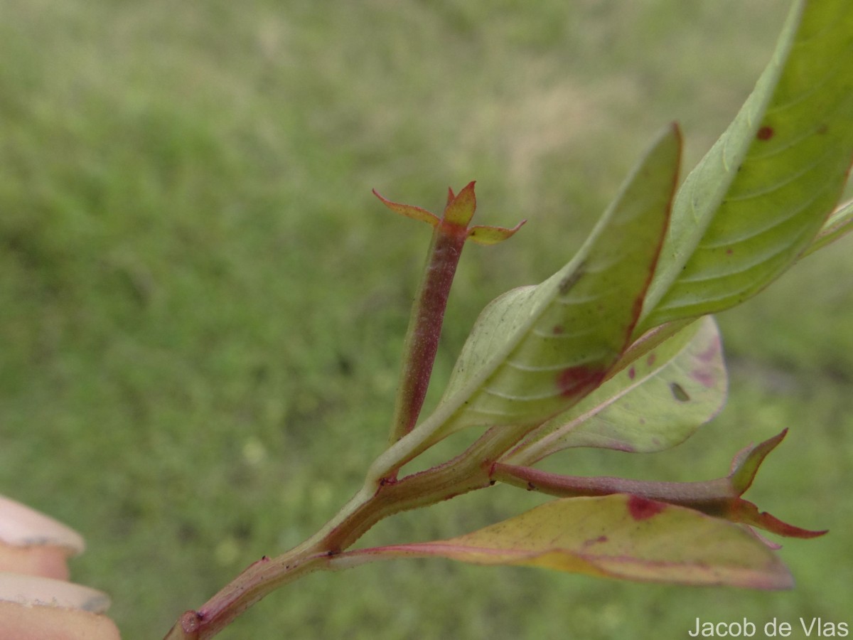Ludwigia hyssopifolia (G.Don) Exell